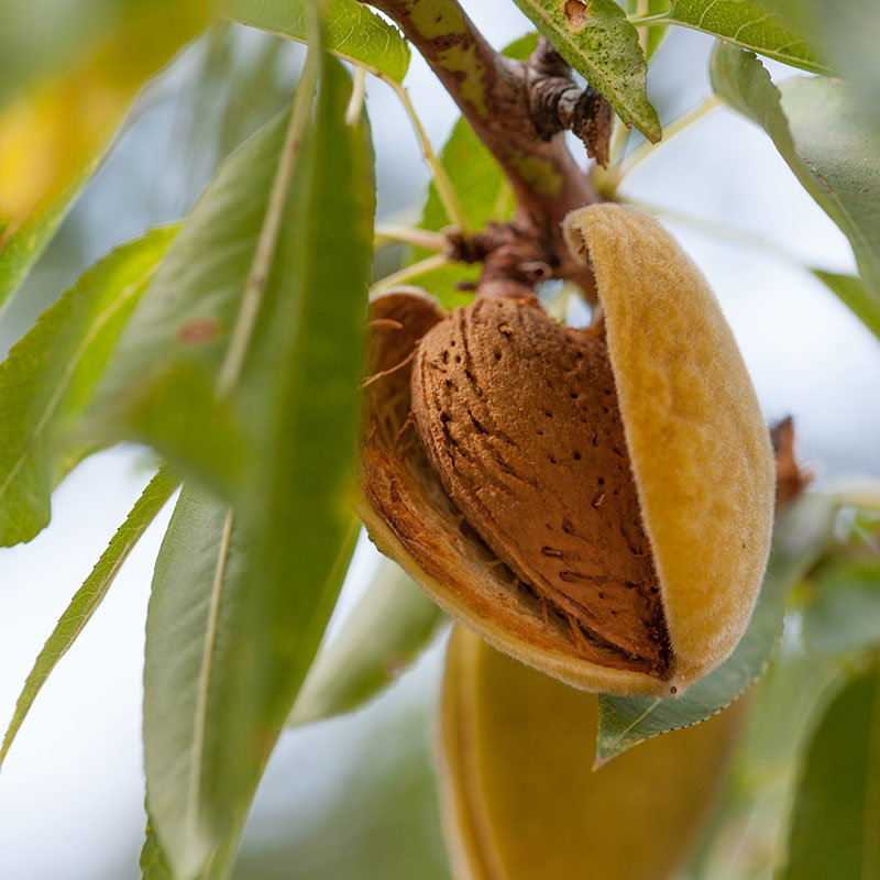 Poudre amande naturelle sachet 250g à 1kg - Bedouin